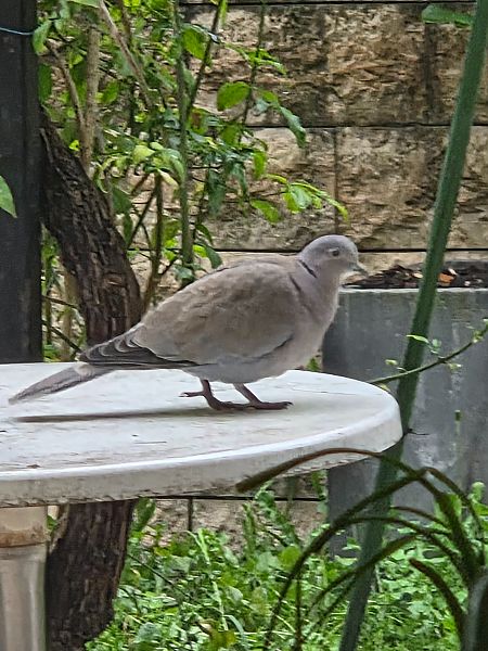 Tourterelle turque  - Bernard Simon