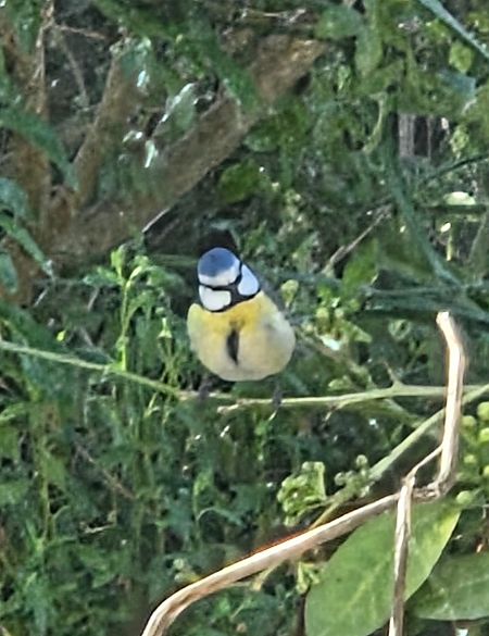 Mésange bleue  - Bernard Simon