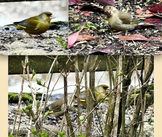 Verdier d'Europe  - Patrice Henriot