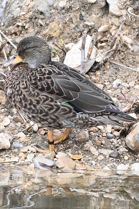 Canard hybride indéterminé  - Claude Philippe