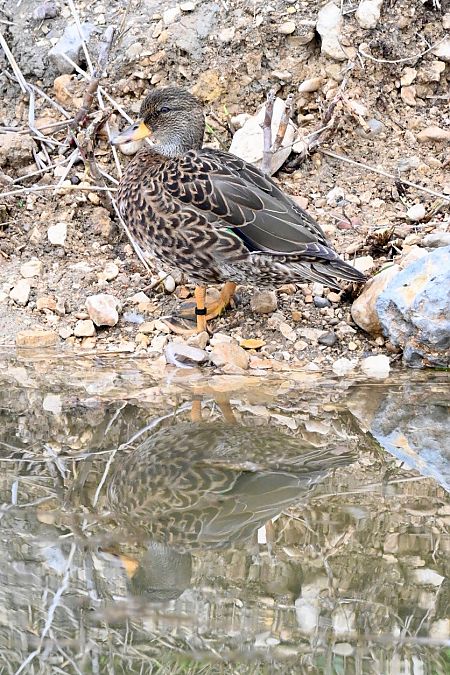 Canard hybride indéterminé  - Claude Philippe