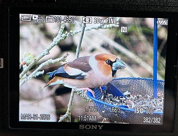 Grosbec casse-noyaux 