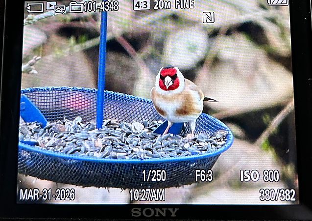 Chardonneret élégant 