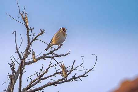 Chardonneret élégant  - Merlin Hoenner