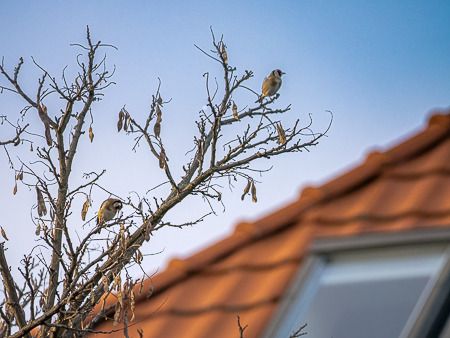 Chardonneret élégant  - Merlin Hoenner