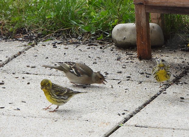 Serin cini  - Georges Lignier