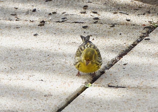 Serin cini  - Georges Lignier