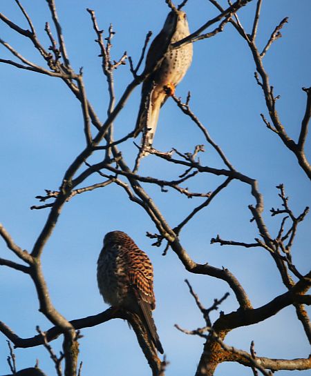 Faucon crécerelle  - Pierre & Carmen Noël / Pixner