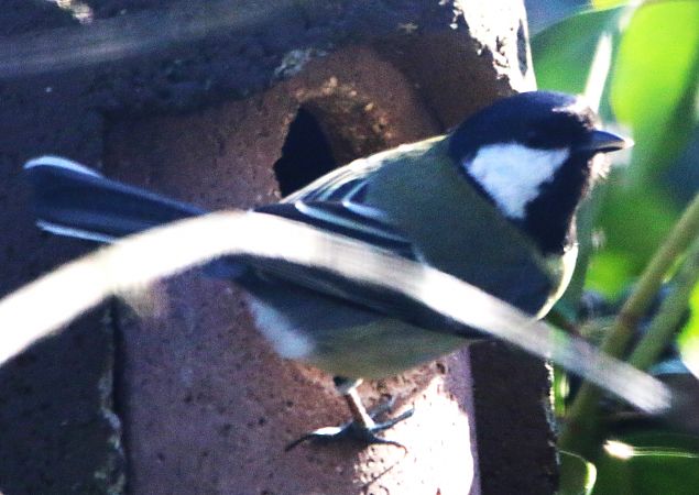 Mésange charbonnière  - Pierre & Carmen Noël / Pixner