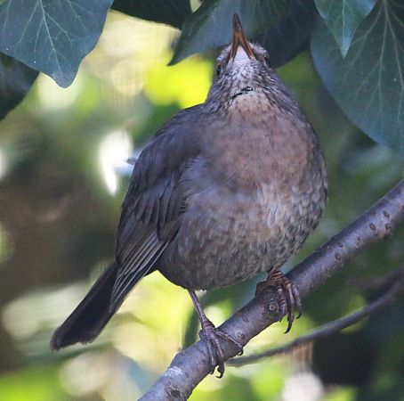 Merle noir  - Pierre & Carmen Noël / Pixner