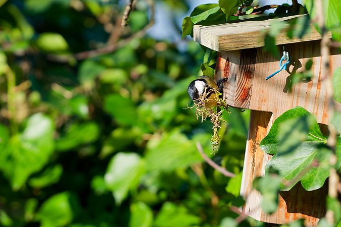 Mésange charbonnière  - Nathalie Malbrunot