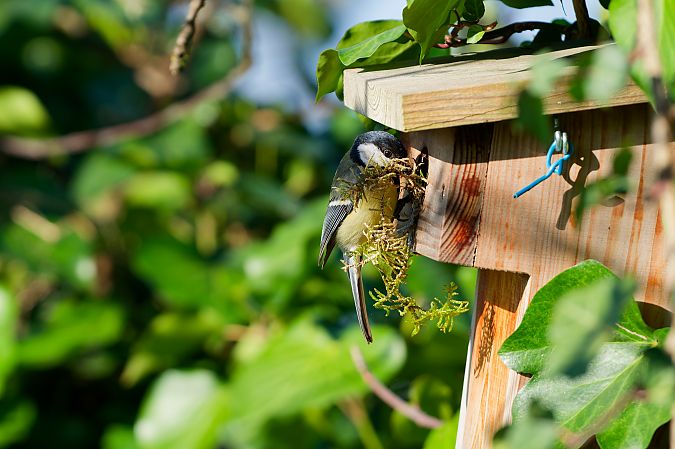 Mésange charbonnière  - Nathalie Malbrunot