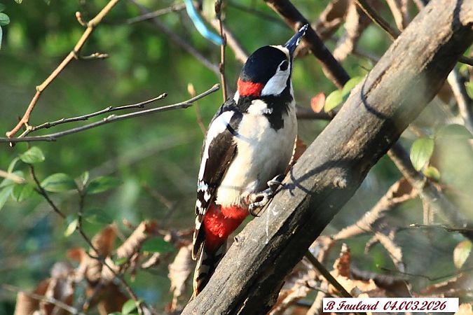 Pic épeiche  - Bruno Foulard