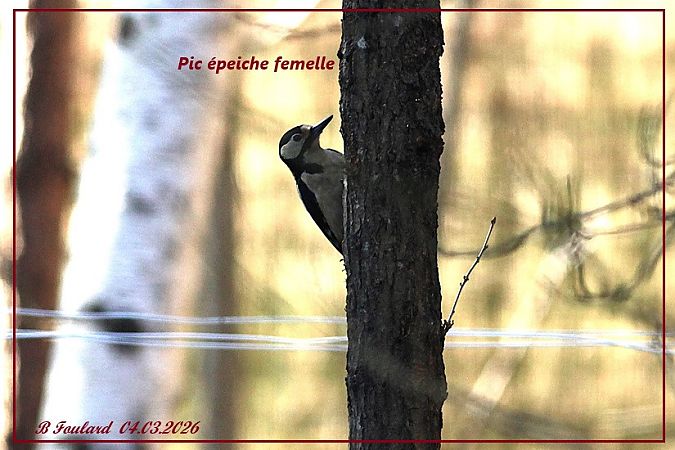 Pic épeiche  - Bruno Foulard