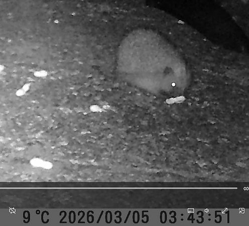 Hérisson d'Europe  - Bruno Foulard