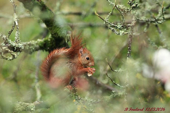 Ecureuil roux  - Bruno Foulard