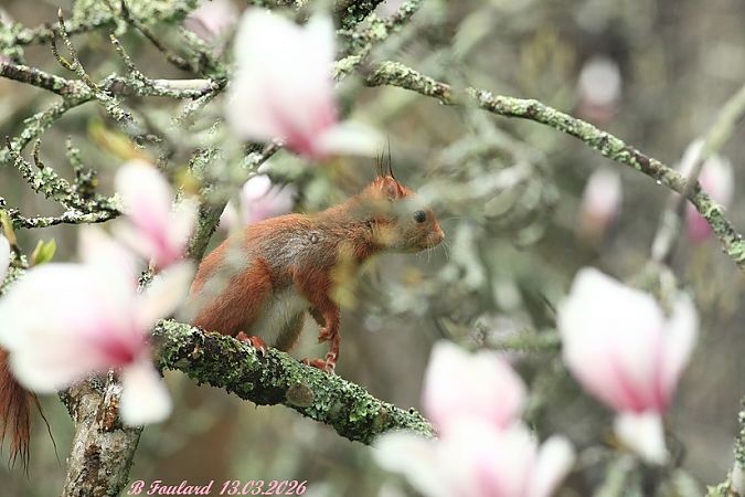 Ecureuil roux  - Bruno Foulard