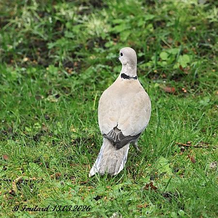 Tourterelle turque  - Bruno Foulard