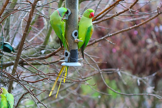 Perruche alexandre  - Carlos Malem