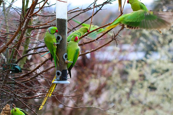 Perruche alexandre  - Carlos Malem