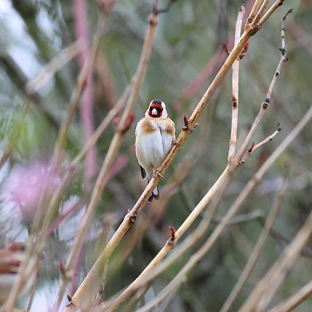 Chardonneret élégant  - Patrice Lambert