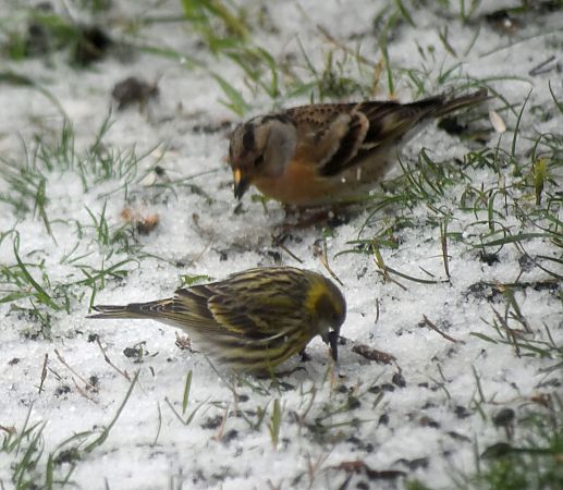 Serin cini  - Myrielle Lyonnaz