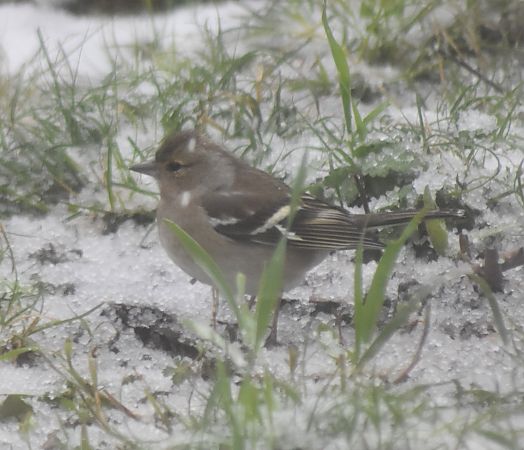 Pinson des arbres  - Myrielle Lyonnaz