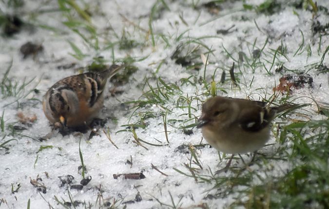 Pinson des arbres  - Myrielle Lyonnaz