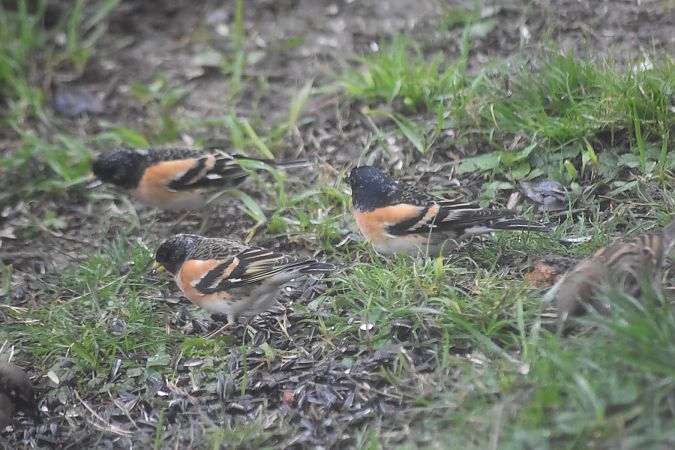 Pinson du Nord  - Myrielle Lyonnaz