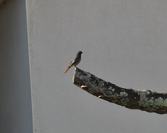 Rougequeue noir  - Francoise Bremaud