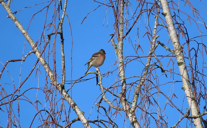 Pinson des arbres  - Frédérique Lucas