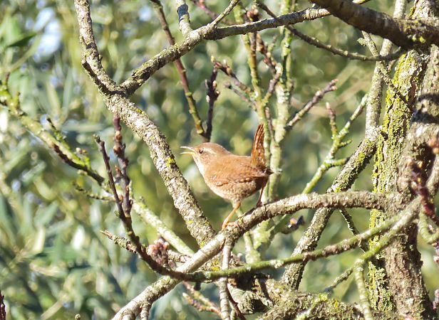 Troglodyte mignon  - Frédérique Lucas