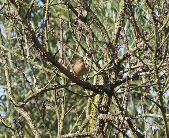 Troglodyte mignon  - Frédérique Lucas
