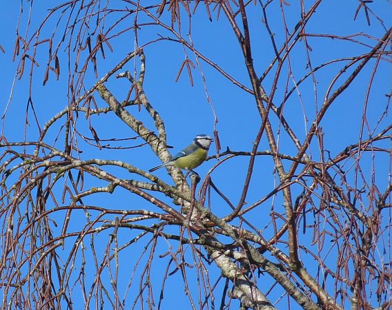 Mésange bleue  - Frédérique Lucas