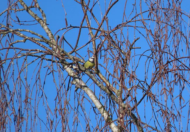 Mésange bleue  - Frédérique Lucas
