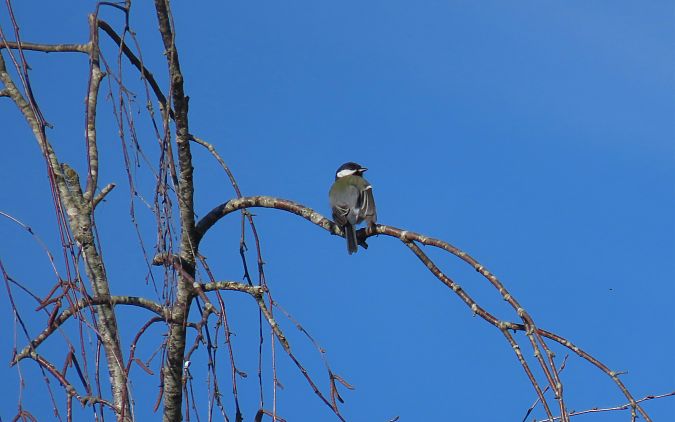 Mésange charbonnière  - Frédérique Lucas