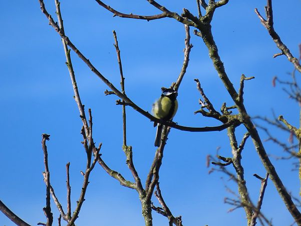 Mésange charbonnière  - Frédérique Lucas