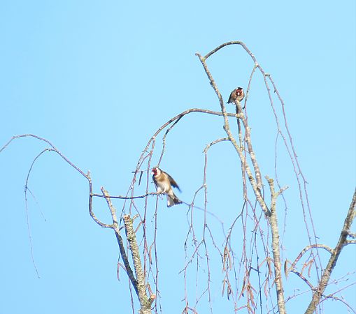 Chardonneret élégant  - Frédérique Lucas