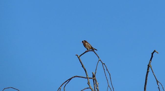 Chardonneret élégant  - Frédérique Lucas
