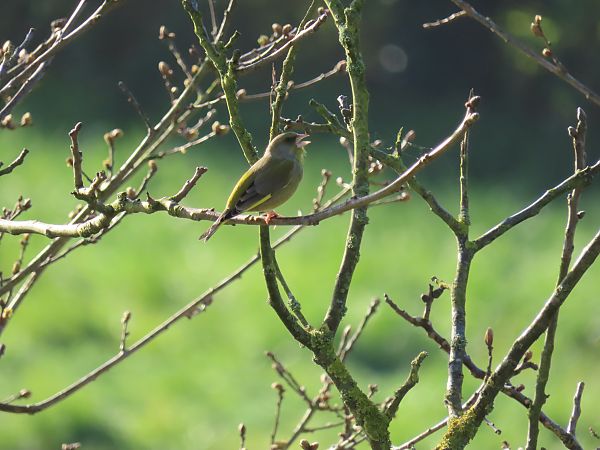 Verdier d'Europe  - Frédérique Lucas