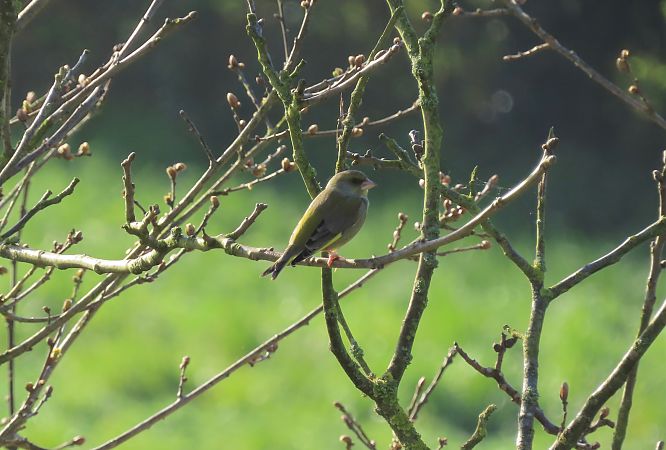 Verdier d'Europe  - Frédérique Lucas