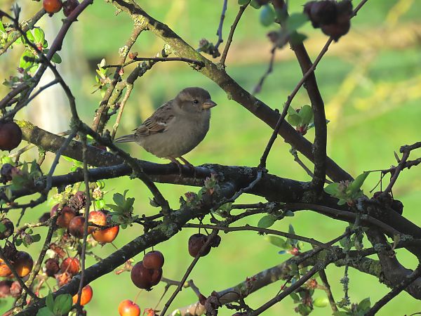 Moineau domestique  - Frédérique Lucas