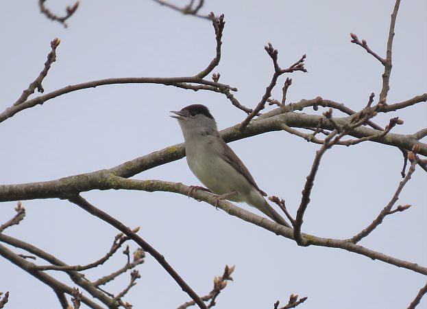 Fauvette à tête noire  - Frédérique Lucas