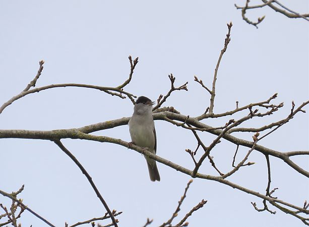 Fauvette à tête noire  - Frédérique Lucas