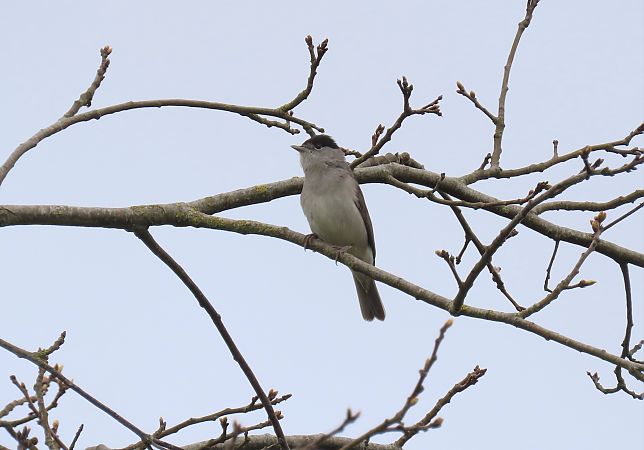 Fauvette à tête noire  - Frédérique Lucas