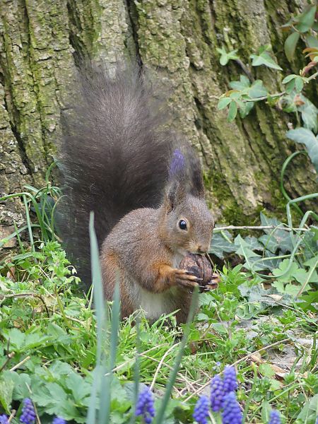 Ecureuil roux  - Didier Gioria