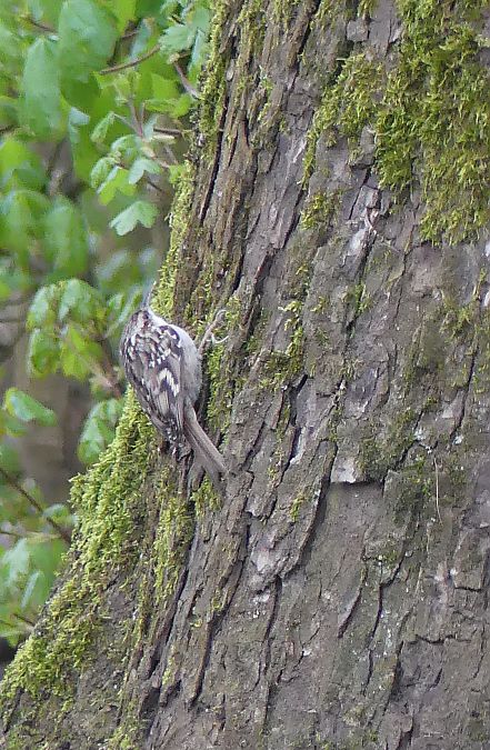 Grimpereau des jardins  - Didier Gioria