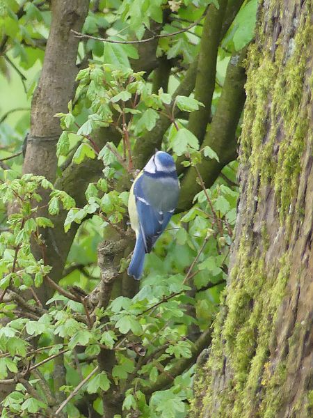 Mésange bleue  - Didier Gioria