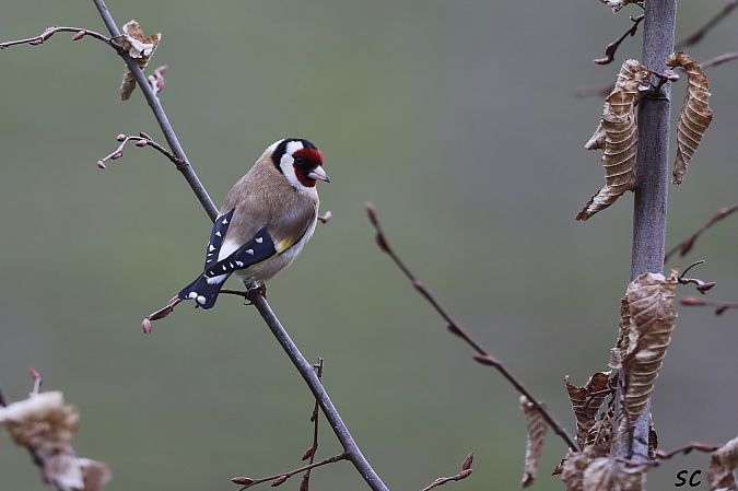 Chardonneret élégant  - Stéphane Corcelle