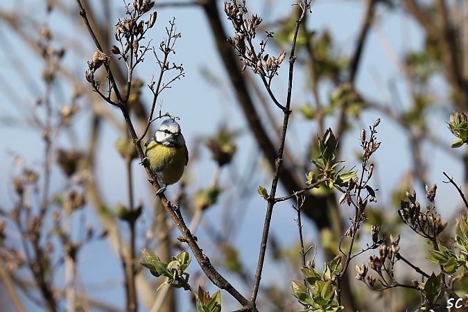 Mésange bleue  - Stéphane Corcelle